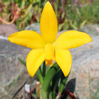 Laelia esalqueana