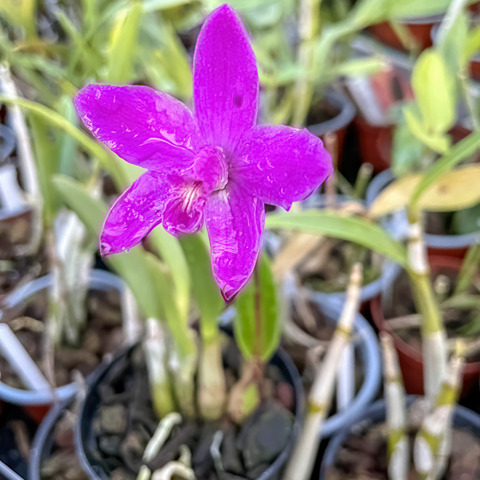 Laelia ghillanyi