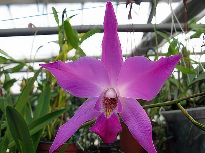 Laelia gouldiana