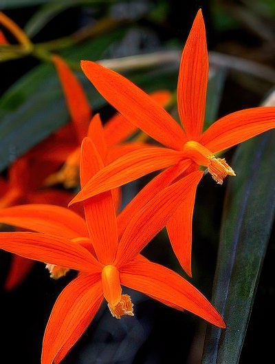 Laelia harpophylla