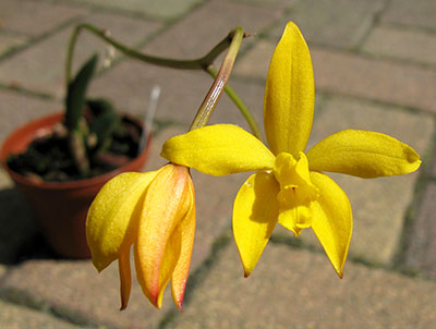 Laelia itambana