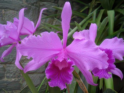 Laelia lobata