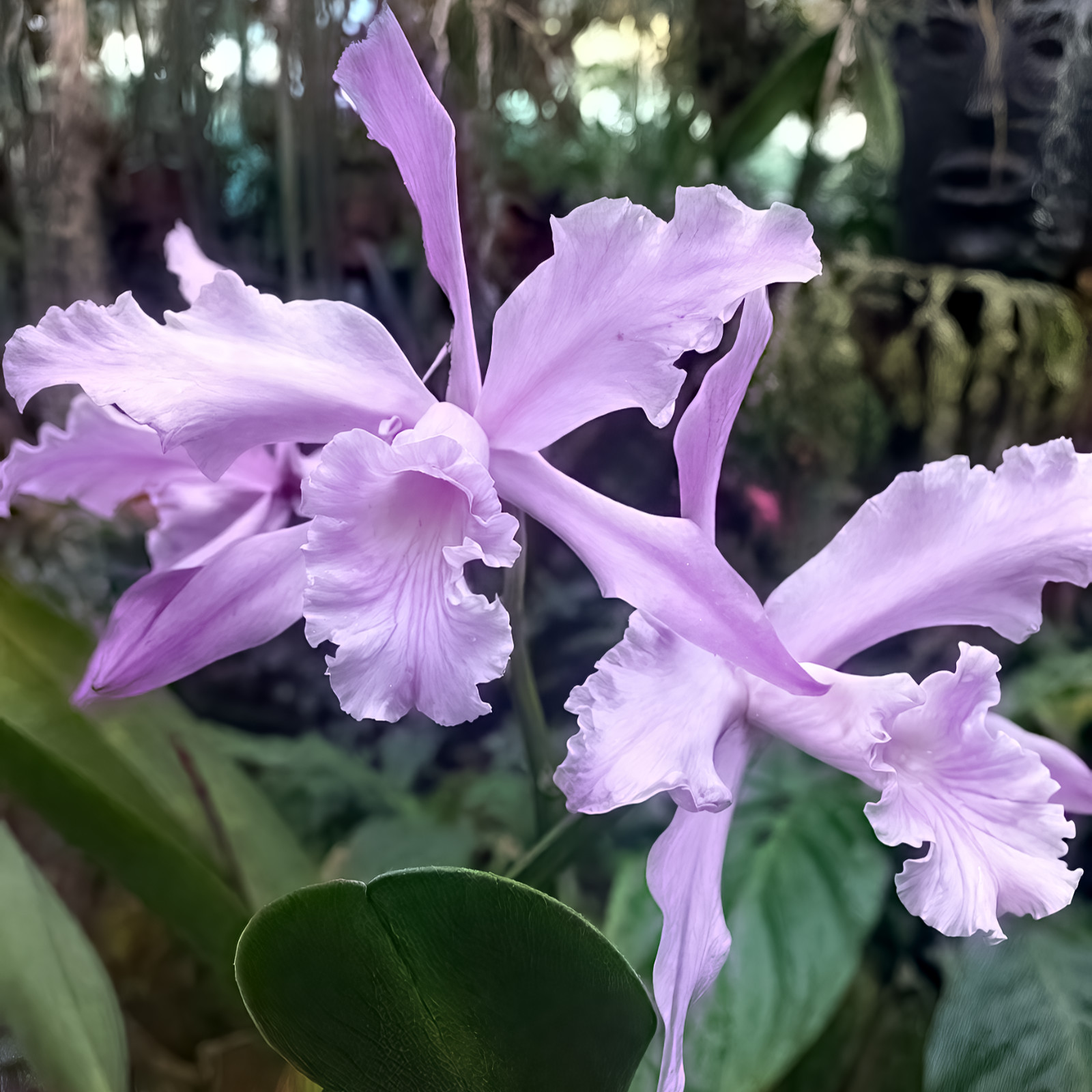 Laelia lobata var. concolor