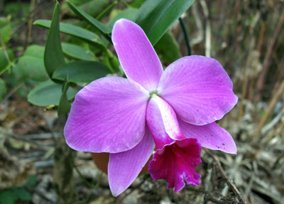 Laelia pumila