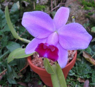 Laelia pumila