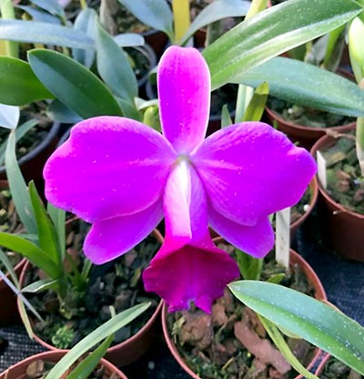 Laelia pumila