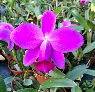 Laelia pumila