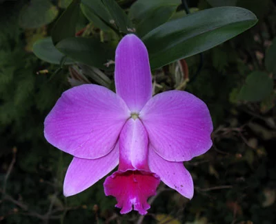 Laelia pumila