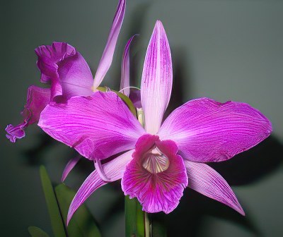 Laelia pupurata flamea