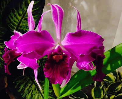 Laelia purpurata Rubra x Sanguinea