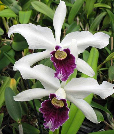 Laelia purpurata var.: Schusteriana