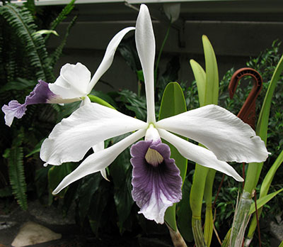 Laelia purpurata var.: Werkhäuseri