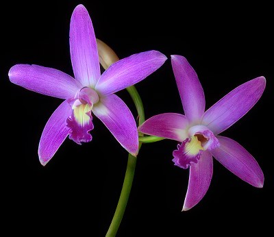 Laelia rupestris