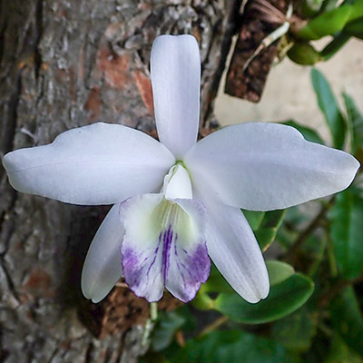 Laelia sincorana var.: coerulea
