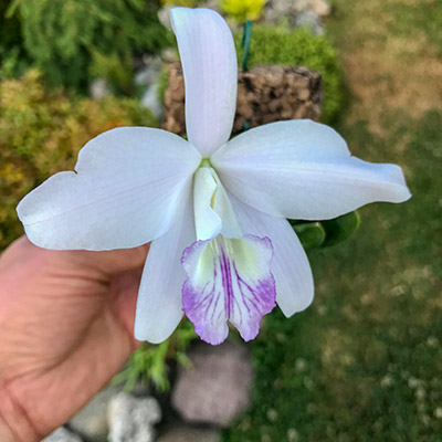 Laelia sincorana var.: coerulea