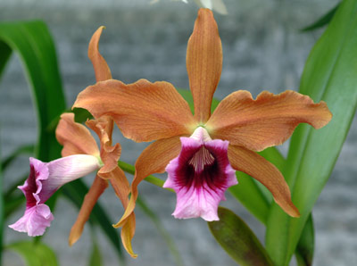 Laelia tenebrosa