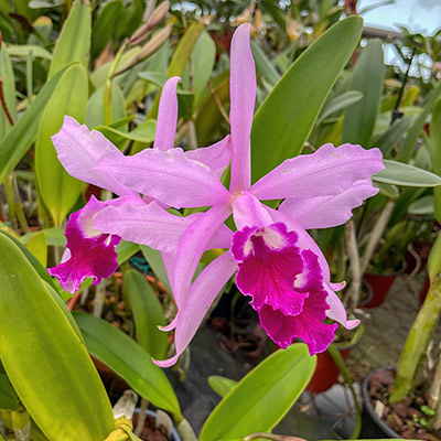 Laelia x elegans Naturhybride