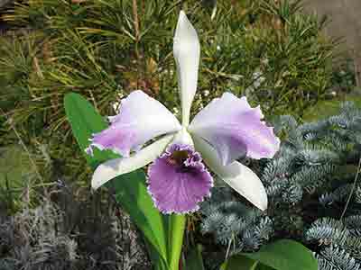 Laeliocattleya Roebling 'Blue Indigo'