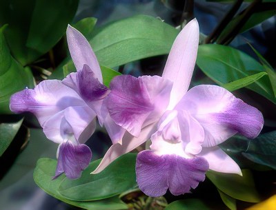 Lc. Cariad'sMini Quinee 'Angel Kiss'