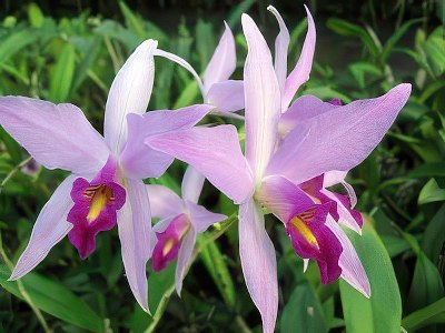 Laelia anceps