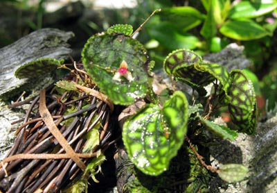 Lepanthes calodictyon