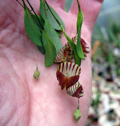 Lepanthes caprimulgos