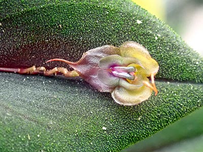 Lepanthes cincinata