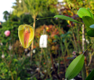 Lepanthes escobariana