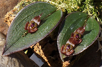 Lepanthes gorgoyla