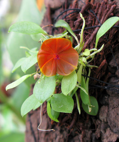 Lepanthes telipogoniflora