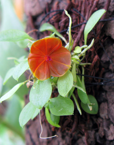 Lepanthes telipogoniflora