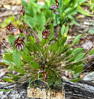 Lepanthes terborchii