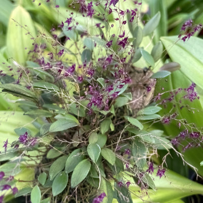 Lepanthopsis astrophora