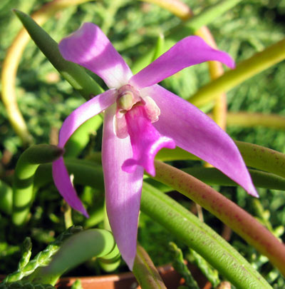 Leptotes pohlitinocoi