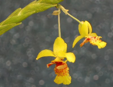 Lockhartia lunifera