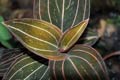 Ludisia discolor
