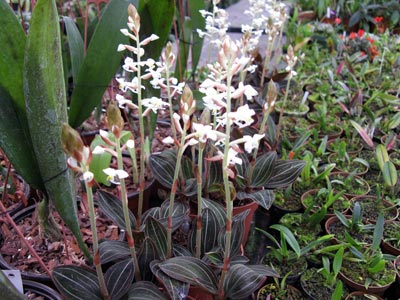 Ludisia discolor