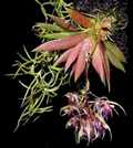 Macroclinium bicolor