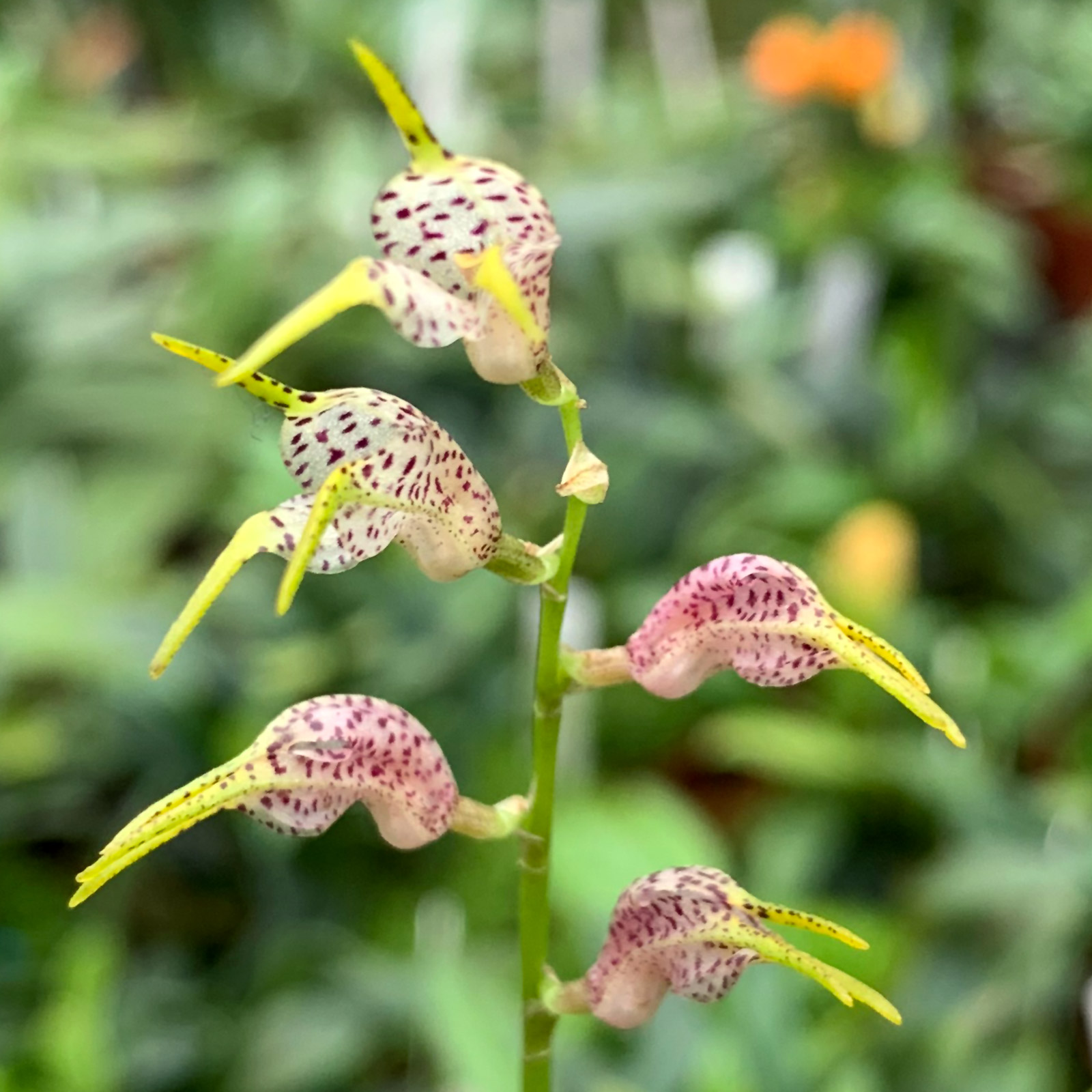 Masdevallia abbreviata