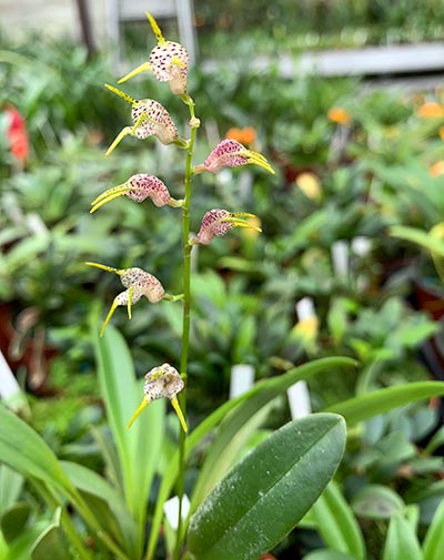 Masdevallia abbreviata