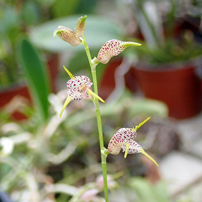 Masdevallia abbreviata