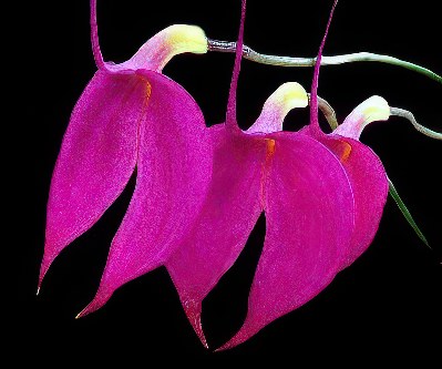 Masdevallia amabilis