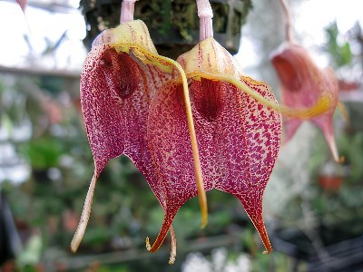 Masdevallia angulata