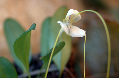 Masdevallia aops