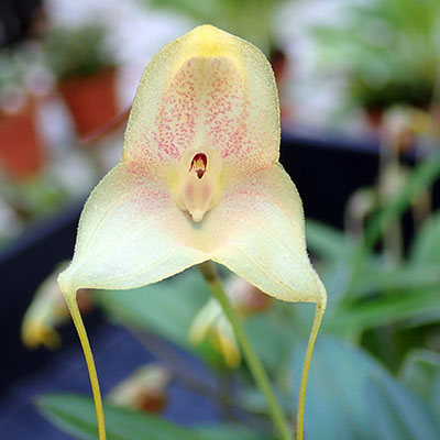 Masdevallia asterotricha