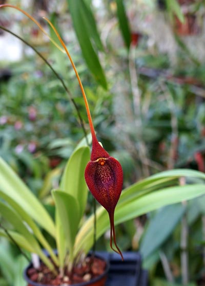 Masdevallia ayabacana
