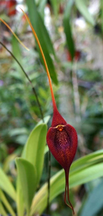 Masdevallia ayabacana