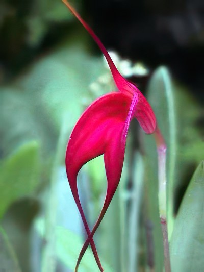 Masdevallia barleana