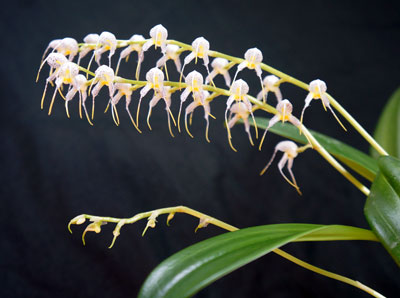 Masdevallia bulbophyllopsis