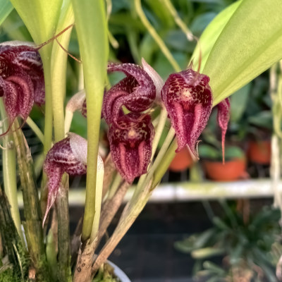 Masdevallia cerastes